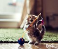 猫咪两岁还能练习吗