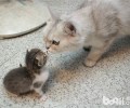 小猫咪在生长中要学会哪些技术？