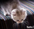 英国短毛猫该怎么练习