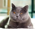 猫咪脾气很臭怎么办