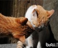 多猫家庭的猫咪乱分泌问题