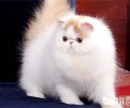 宠物猫训练方法合集
