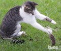 猫咪要长到多大才会捉老鼠？