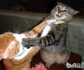 猫咪总是打架怎么办
