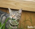 怎么改进猫咪的一些不良行为