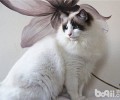 猫咪的户外运动之漫步