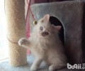 练习猫咪需求正确的影响办法