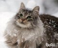 怎么培育猫咪的杰出日子作息
