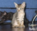 怎么纠正猫咪不要夜游