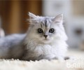 怎么练习猫咪握手
