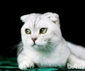 赏罚教育可能会让猫咪的攻击性变强