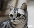 猫咪喜爱抓沙发怎么办