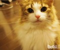 避免宠物猫误食甲由的办法