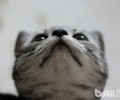 让猫咪到你的眼前来仍是你走到猫咪眼前去