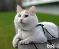 猫咪犯错的四个调教办法