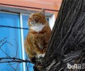 奇妙练习你的猫咪