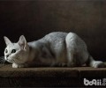 练习猫咪捉老鼠