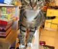 猫奴有必要重视的几件事之我能不能打猫咪