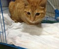 猫奴有必要重视的几件事之我能不能打猫咪