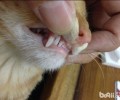 猫奴有必要重视的几件事之我能不能打猫咪