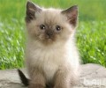 怎么练习猫咪与主人一同出去漫步
