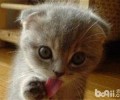 不同场合怒斥猫咪的不同办法