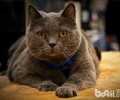 怎么避免猫咪乱抓家具