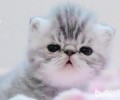 培育猫咪养成杰出的饮食习惯