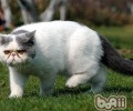 怎么正确地练习猫咪