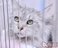 怎么练习猫咪和幼犬共处