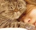 怎么纠正多只猫咪分泌行为