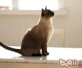 猫咪练习的四点要素
