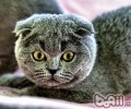 练习猫咪不咬人办法
