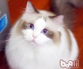 怎样让小猫用猫砂
