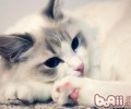 猫咪的家庭练习不行忽视