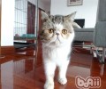 怎么练习猫咪恪守魔抓纪律