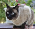 4招教你练习暹罗猫