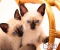 怎么让猫咪和小宠和平相处