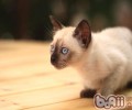 猫咪根本练习有哪些