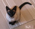 练习两只猫咪共处小好方法