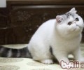 赏罚犯错猫咪有哪些好办法