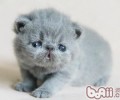 怎么让猫咪乖乖合作练习
