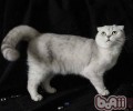 怎样纠正猫咪爱咬手指的习气