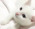 怎么练习猫晚上不叫？这几点做到就不会叫了