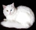 猫咪会进入你的被子，几个小技巧让你的猫咪学会回窝睡