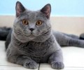 猫咪会进入你的被子，几个小技巧让你的猫咪学会回窝睡