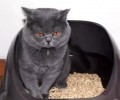 怎样练习猫运用猫砂？这种办法十分有用