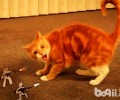 橘猫特别凶是什么原因导致的？