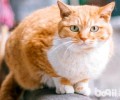 橘猫特别凶是什么原因导致的？