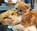 橘猫叫唤不断的五大原因，做家长的都需求知道